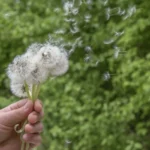 دیسپرس کننده و محیط زیست